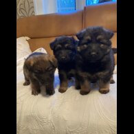 German Shepherd (Alsatian)