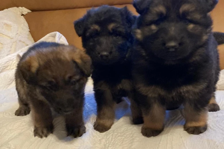 German Shepherd (Alsatian)