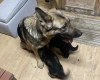 German Shepherd (Alsatian)