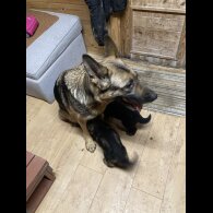 German Shepherd (Alsatian)