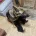 German Shepherd (Alsatian)