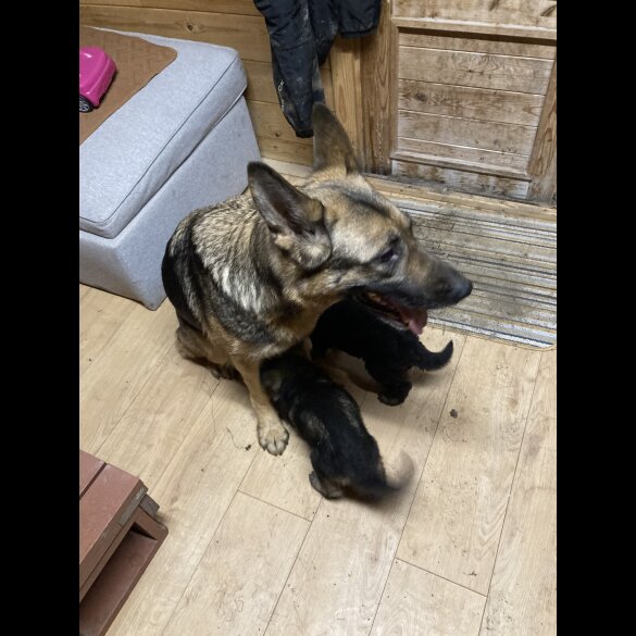 German Shepherd (Alsatian)