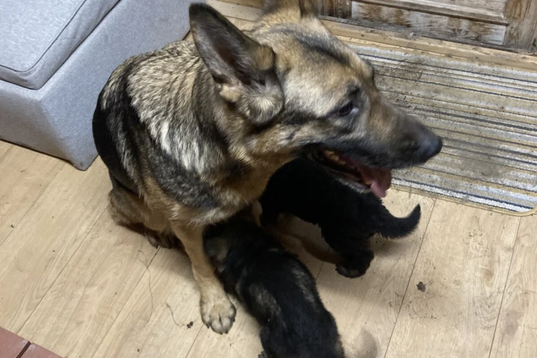 German Shepherd (Alsatian)