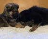 German Shepherd (Alsatian)