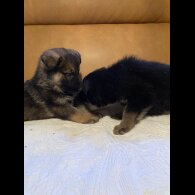 German Shepherd (Alsatian)