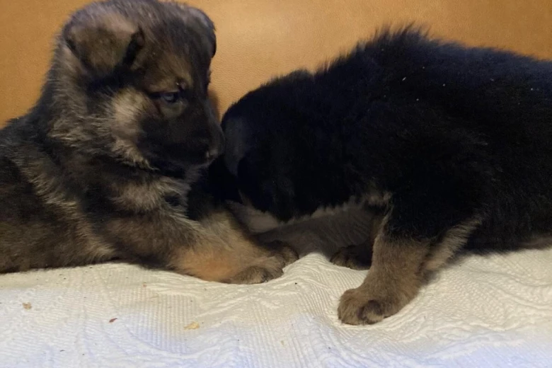 German Shepherd (Alsatian)