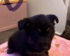 German Shepherd (Alsatian)