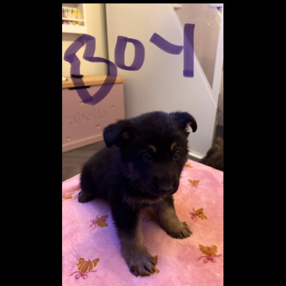 German Shepherd (Alsatian)