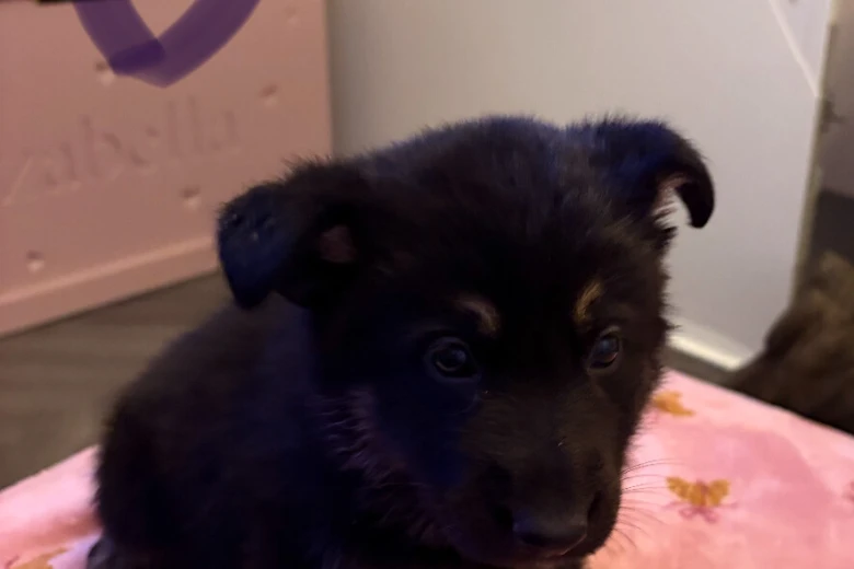 German Shepherd (Alsatian)