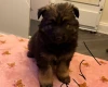 German Shepherd (Alsatian)