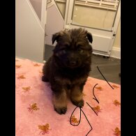 German Shepherd (Alsatian)