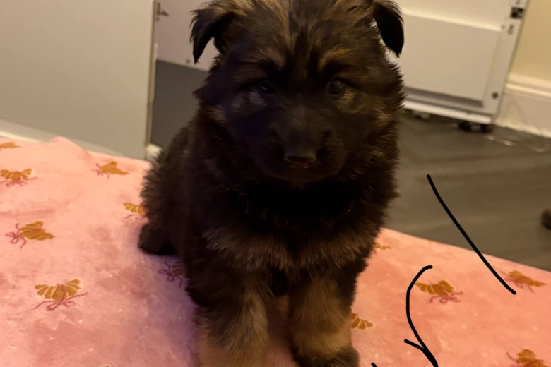 German Shepherd (Alsatian)