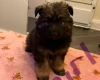 German Shepherd (Alsatian)