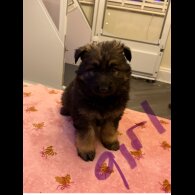 German Shepherd (Alsatian)