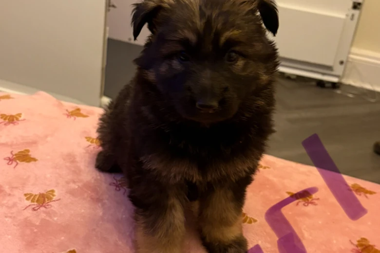 German Shepherd (Alsatian)