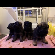 German Shepherd (Alsatian)