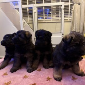 German Shepherd (Alsatian)