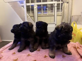 German Shepherd (Alsatian)