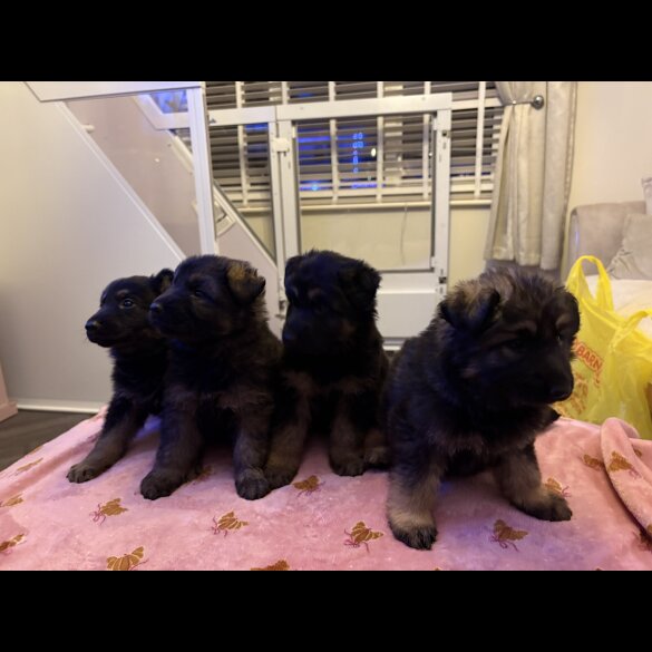 German Shepherd (Alsatian)