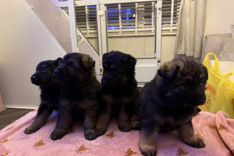 German Shepherd (Alsatian)