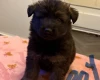 German Shepherd (Alsatian)