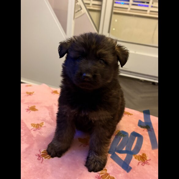 German Shepherd (Alsatian)