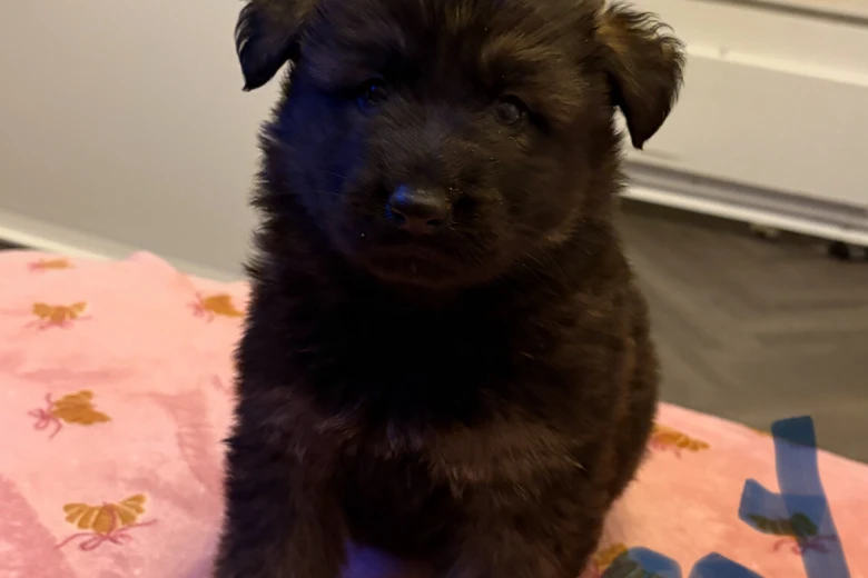 German Shepherd (Alsatian)