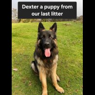 German Shepherd (Alsatian)