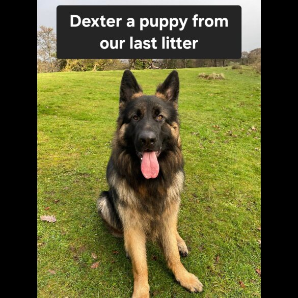 German Shepherd (Alsatian)