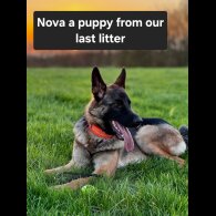 German Shepherd (Alsatian)