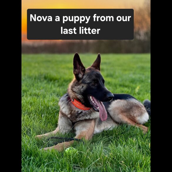 German Shepherd (Alsatian)