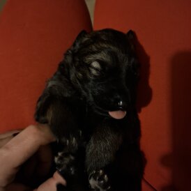 German Shepherd (Alsatian)