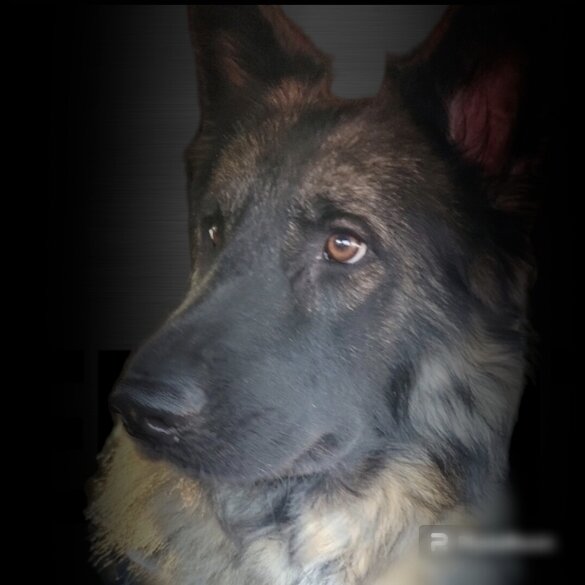 German Shepherd (Alsatian)