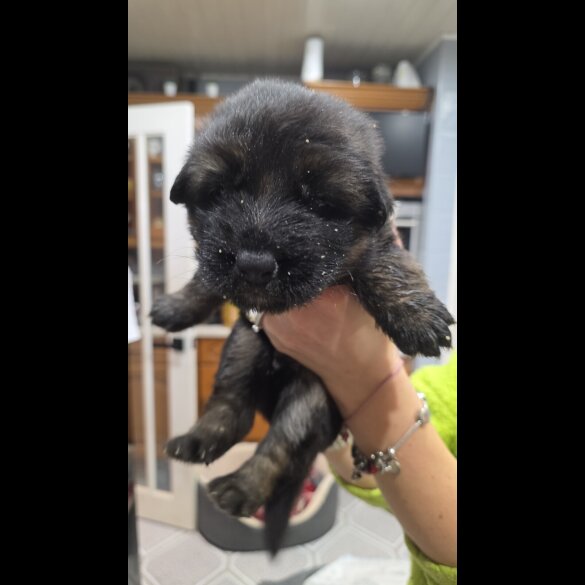 German Shepherd (Alsatian)