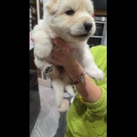 German Shepherd (Alsatian)