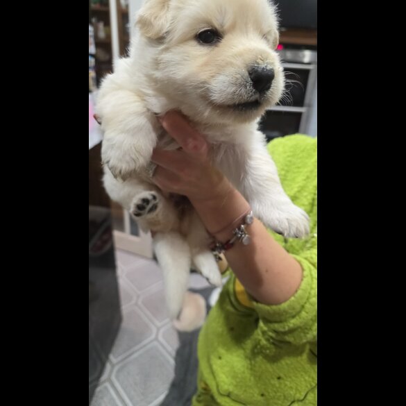 German Shepherd (Alsatian)