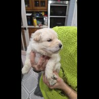 German Shepherd (Alsatian)