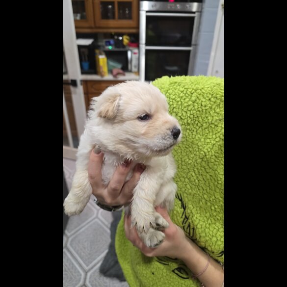 German Shepherd (Alsatian)