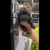 German Shepherd (Alsatian)