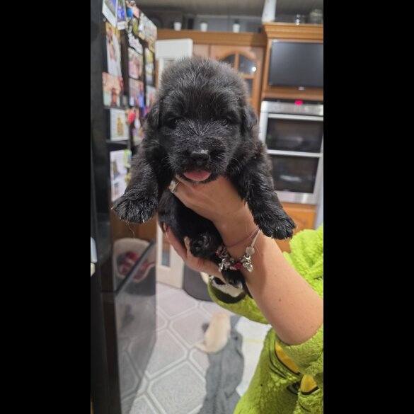 German Shepherd (Alsatian)