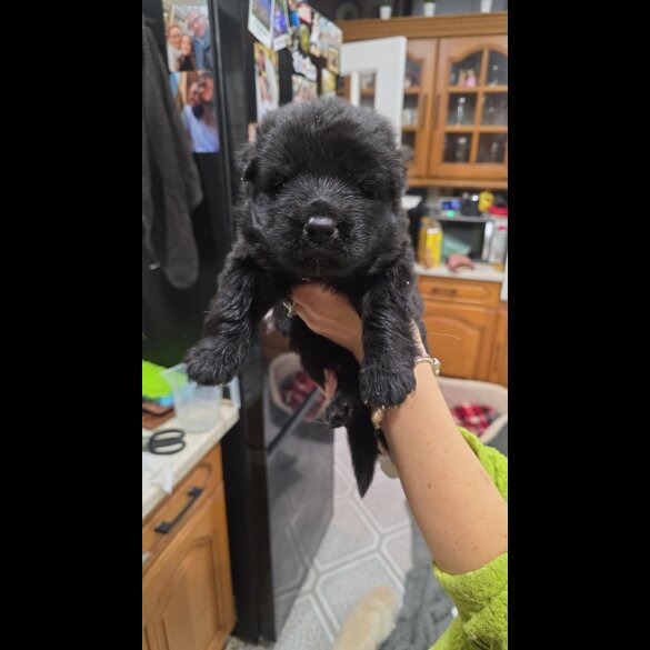 German Shepherd (Alsatian)