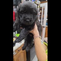 German Shepherd (Alsatian)