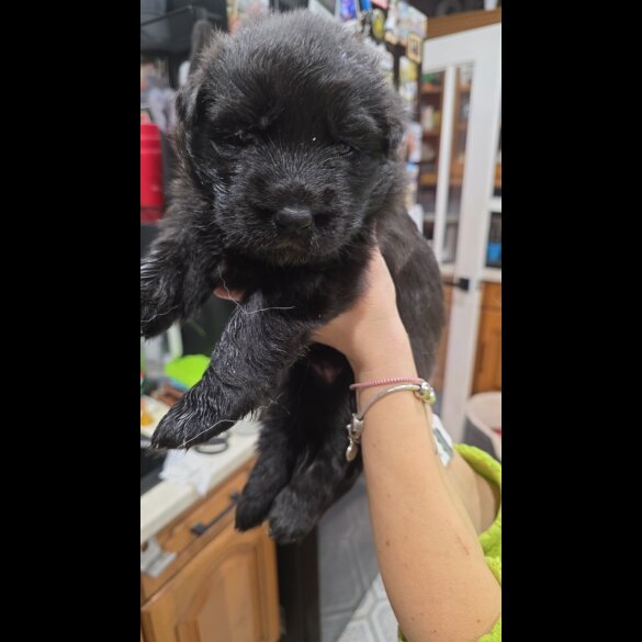 German Shepherd (Alsatian)