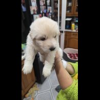 German Shepherd (Alsatian)