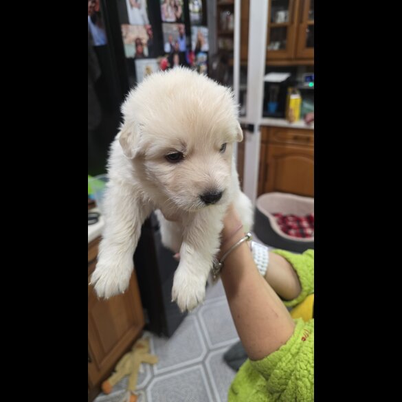 German Shepherd (Alsatian)