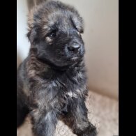 German Shepherd (Alsatian)