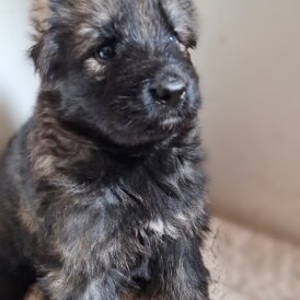 German Shepherd (Alsatian)