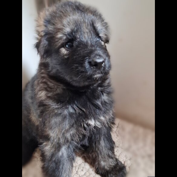 German Shepherd (Alsatian)