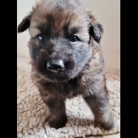 German Shepherd (Alsatian)