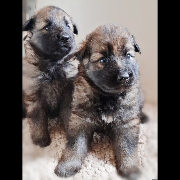 German Shepherd (Alsatian)